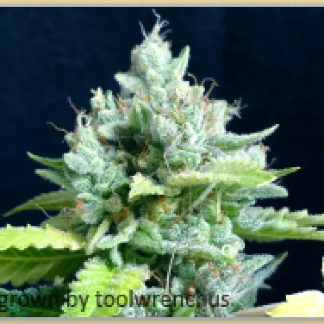 Gage Green Lemon Puff Cannabis Seeds