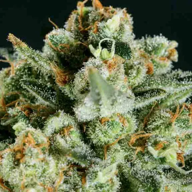 LEMON HAZE x SCBDX Feminised Cannnabis Seeds