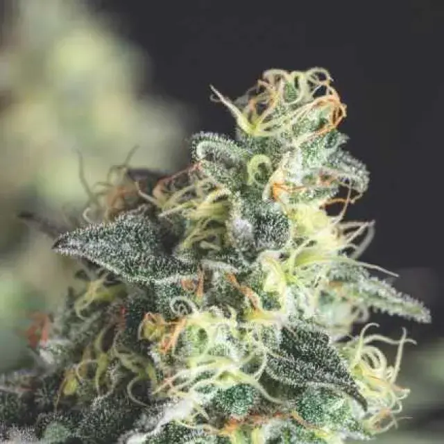 Lemon Larry OG USA Range Feminised Cannabis Seeds | Pyramid Seeds USA Range