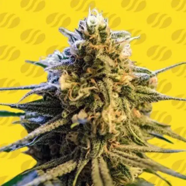 Lemon Oasis Auto Feminised Cannabis Seeds | Original Sensible Seeds