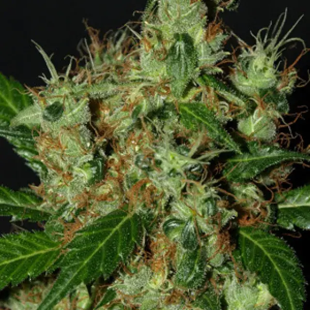Lemonator Feminised Cannabis Seeds | Next Generation Seeds 
