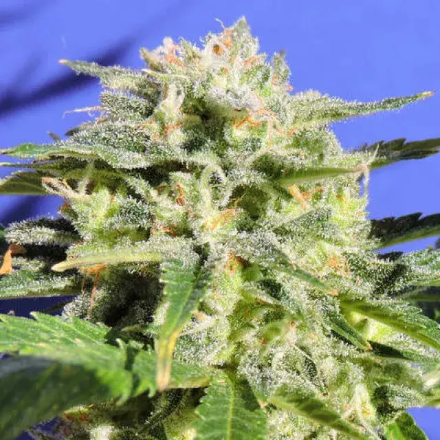 Lemonberry Haze Auto Feminised Cannabis Seeds | Original Sensible Seeds