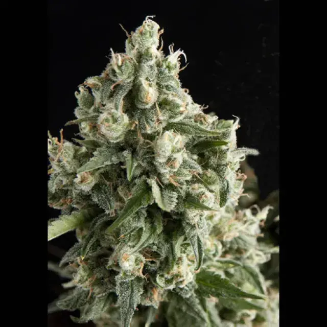 Auto Lennon Feminised Cannabis Seeds | Pyramid Seeds