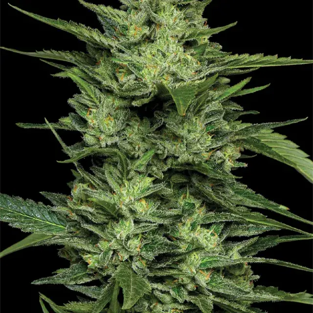 Limez Feminised Cannabis Seeds - Humboldt Seed Company.