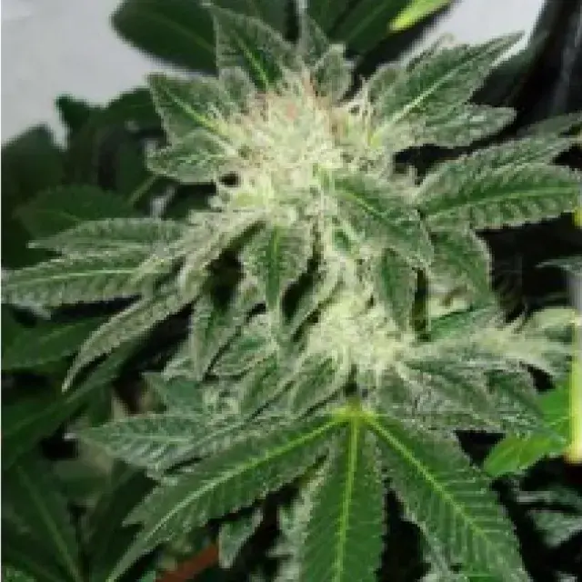 Little Boy Feminised Cannabis Seeds | Blim Burn Seeds BCN Range