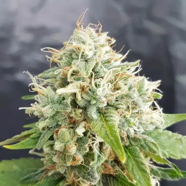 Little Stilton Auto Regular Cannabis Seeds