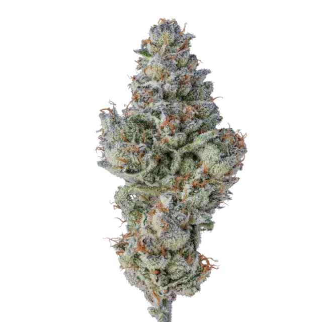 Lobster Butter Auto Feminised Cannabis Seeds - Growers Choice.