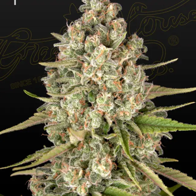 Lost Pearl Feminised Cannabis Seeds | Green House Seeds