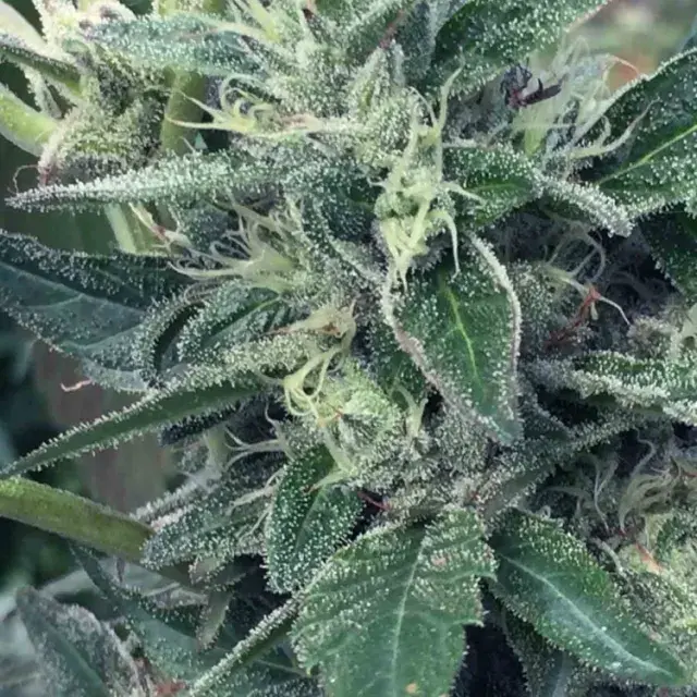 LOST COAST x SCBDX Feminised Cannnabis Seeds