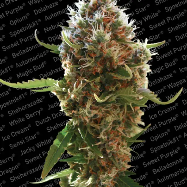 Lucid Bolt Feminised Cannabis Seeds | Paradise Seeds