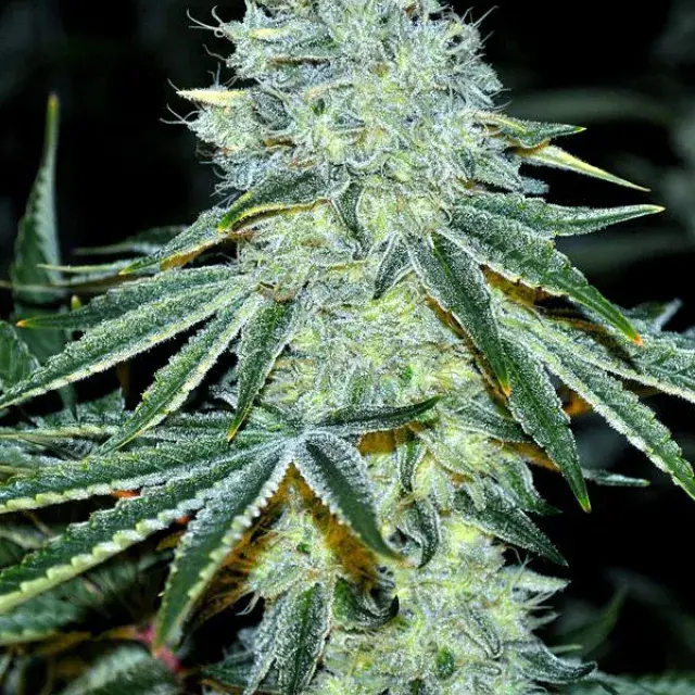 MAC Feminised Cannabis Seeds - Anesia Seeds