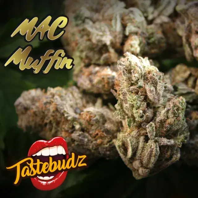 MAC Muffin Feminised - Tastebudz