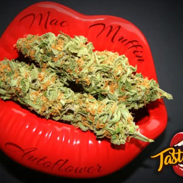 MAC Muffin Auto Feminised - Tastebudz