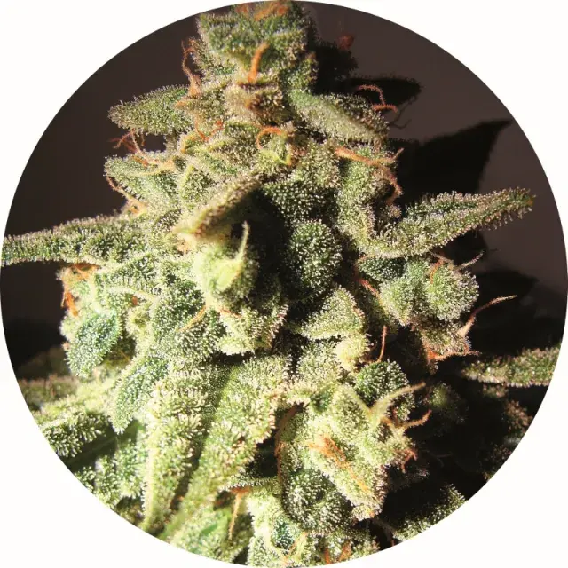 Micron Auto Tao Regular Cannabis Seeds