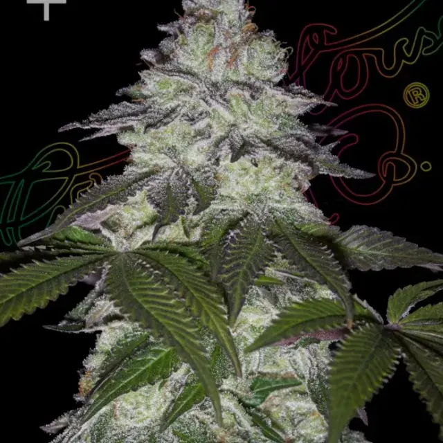 Milky Dreams Feminised Cannabis Seeds | Greenhouse Seeds