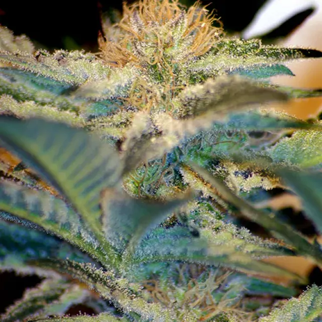Moham Ram Feminised Cannabis Seeds | Sweet Seeds