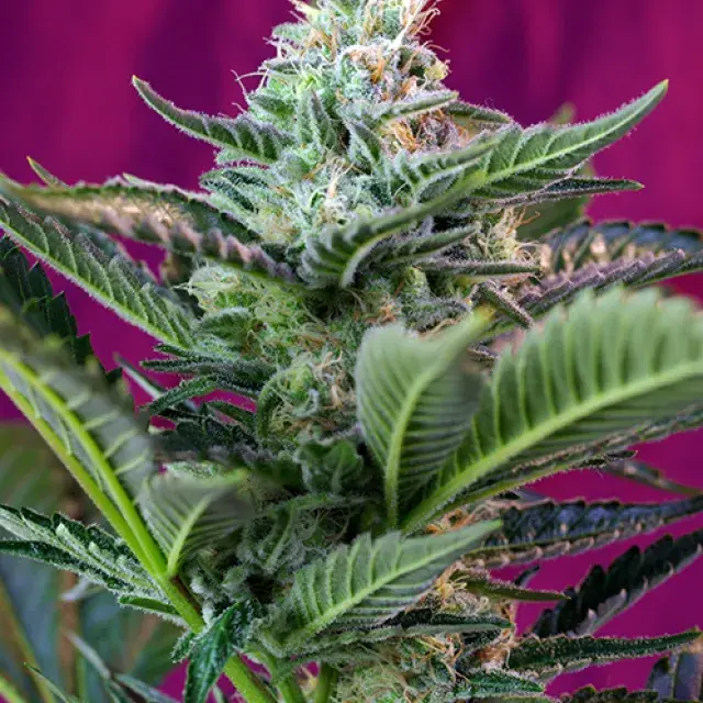 Moham Ram Auto Feminised Cannabis Seeds | Sweet Seeds