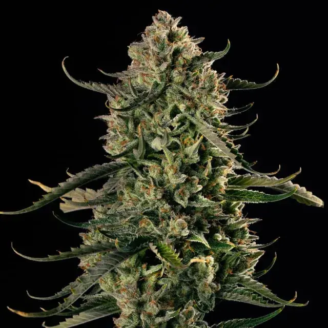 Mac Dawg XXL Auto Cannabis Seeds - Silent Seeds.