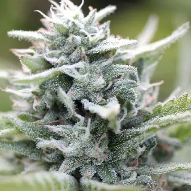 Magic Melon Auto Feminised Cannabis Seeds - Humboldt Seed Company