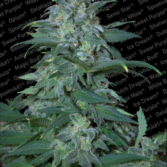Magic Bud Feminised Cannabis Seeds | Paradise Seeds