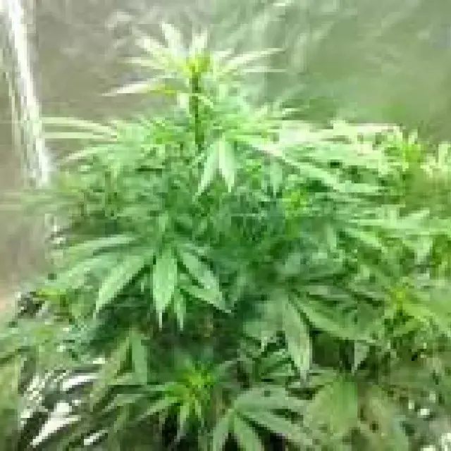 Magnum Auto Feminised Cannabis Seeds | Buddha Seeds