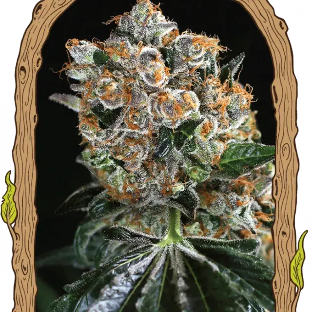 Malasana Cookies Feminised Cannabis Seeds | Exotic Seeds