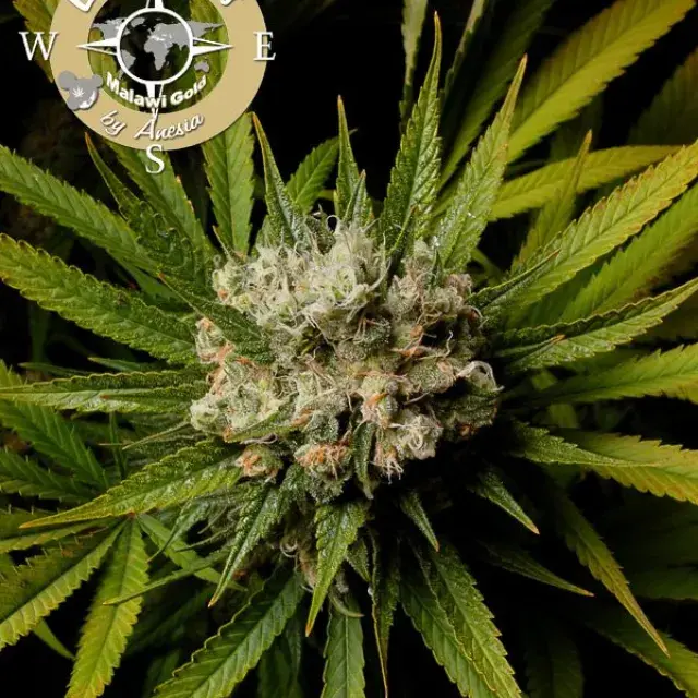 Malawi Gold Feminised Cannabis Seeds - Anesia Seeds