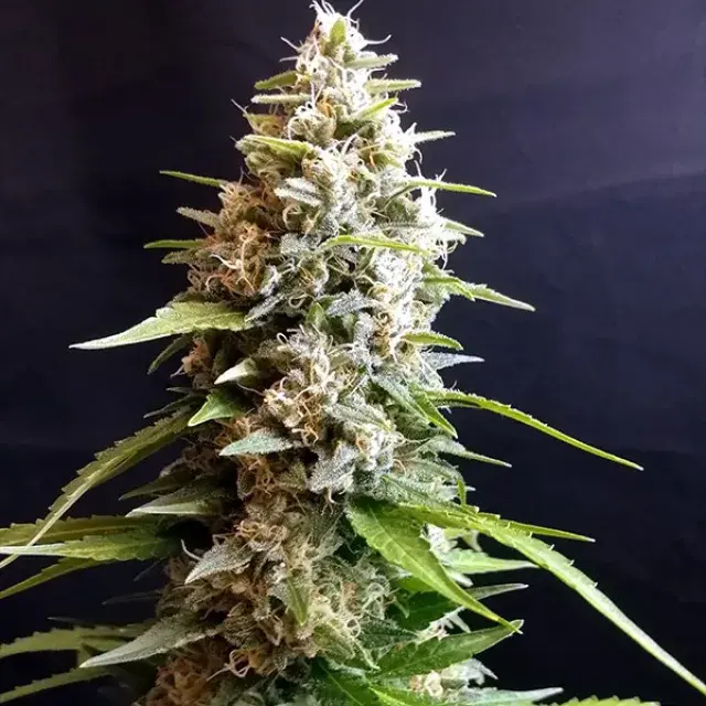 Maltezerz Feminised Cannabis Seeds | G13 Labs