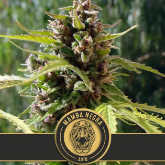 Mamba Negra Auto Feminised Cannabis Seeds | Blim Burn Seeds