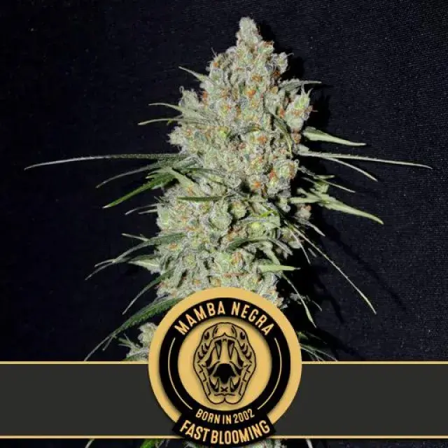 Mamba Negra Fast Feminised Cannabis Seeds | Blimburn Seeds