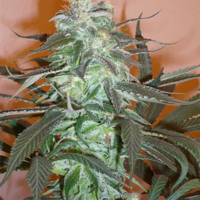 Mango Feminised Cannabis Seeds | KC Brains Seeds