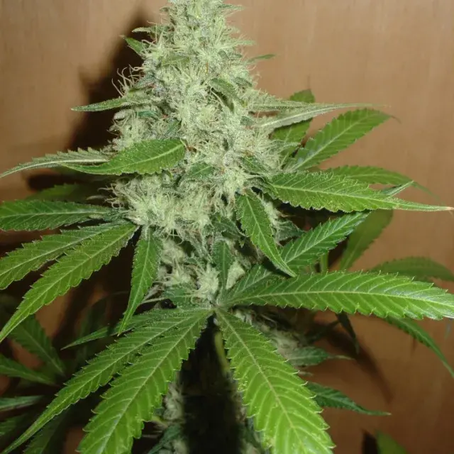 Mango Feminised Cannabis Seeds