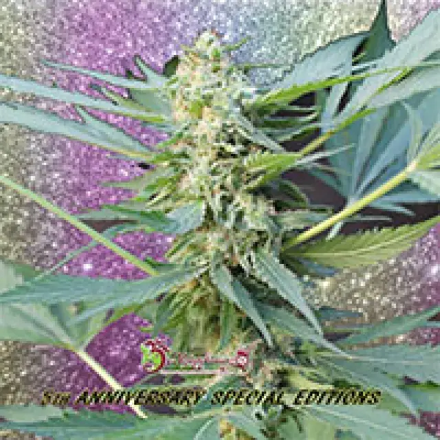 Mango Chutney Auto Feminised Cannabis Seeds | Dr Krippling 
