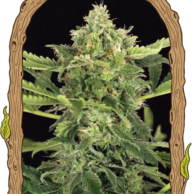 Mango Cream Auto Feminised Cannabis Seeds | Exotic Seeds