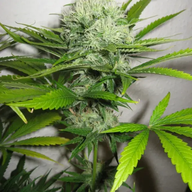 Mango Haze Regular Cannabis Seeds | Mr Nice Seed