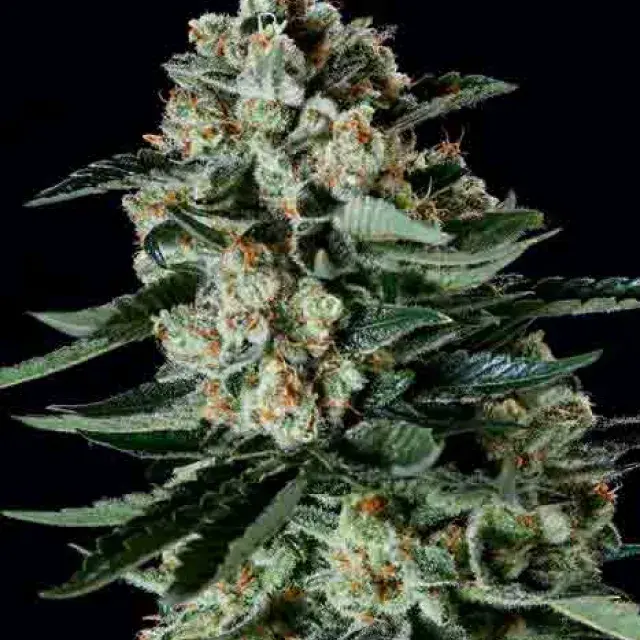 MANTANUSKA THUNDERFUCK x SCBDX Feminised Cannnabis Seeds