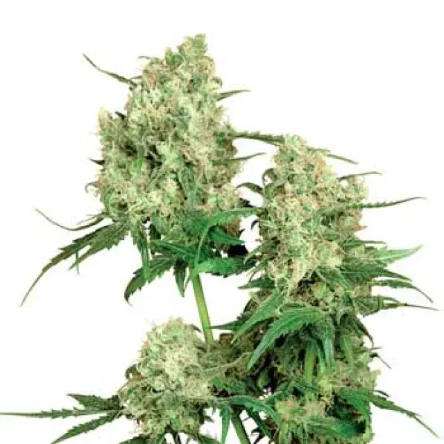 Maple Leaf Indica Regular Cannabis Seeds | Sensi Seeds 