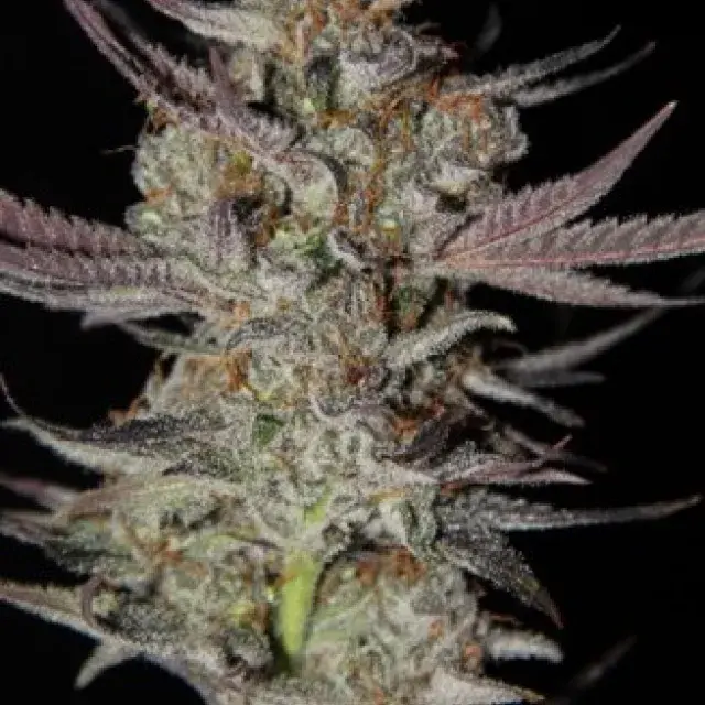 Marion Berry Kush Regular Cannabis Seeds | TGA Seeds