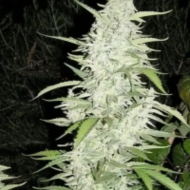 Maroc Feminised Cannabis Seeds | Female Seeds 