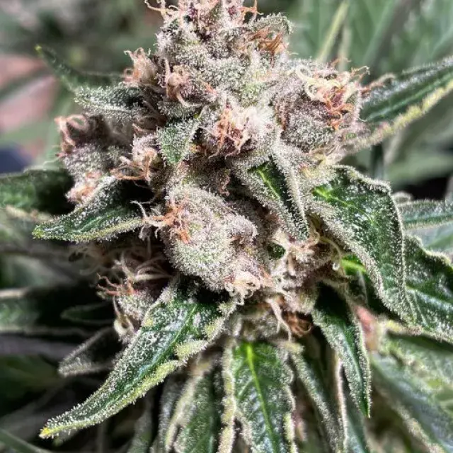 Mars Mellow Feminised Cannabis Seeds | Ministry of Cannabis