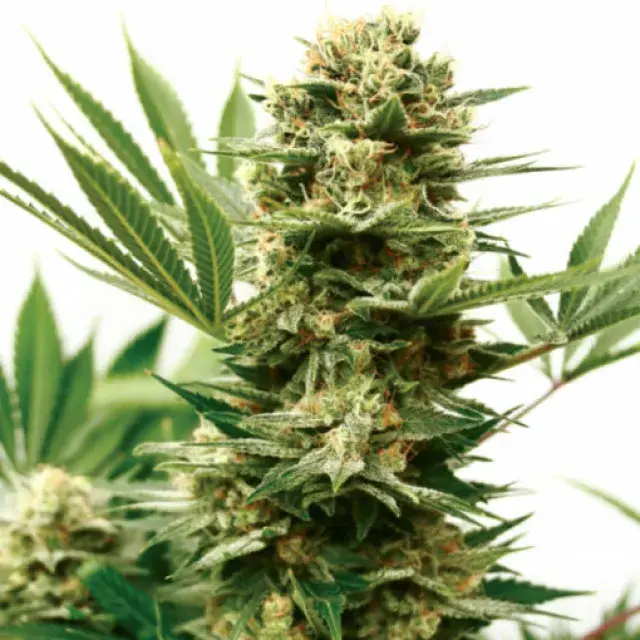 Mass Shooter Auto Feminised Cannabis Seeds | Garden of Green