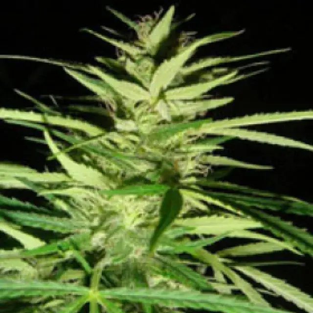 Master Kush x Afghan Haze Regular Cannabis Seeds | Mr Nice Seed