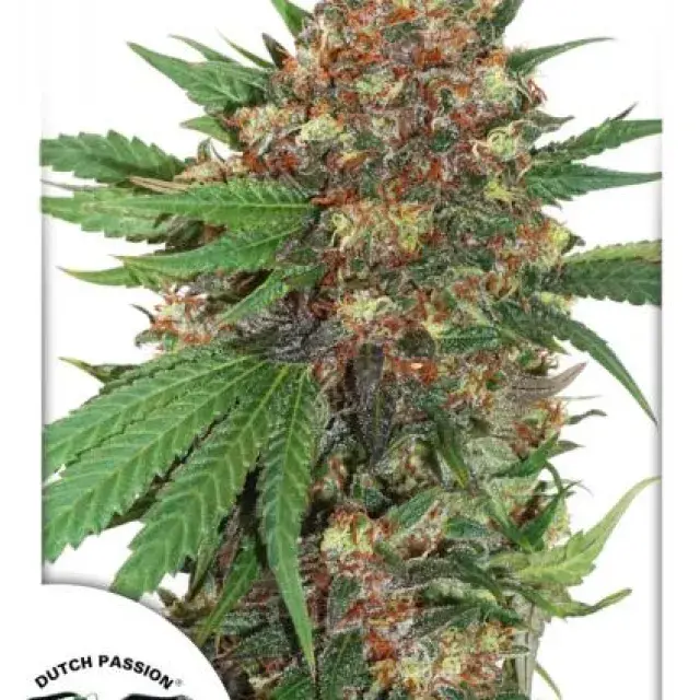 Master Kush Feminised Cannabis Seeds | Dutch Passion 