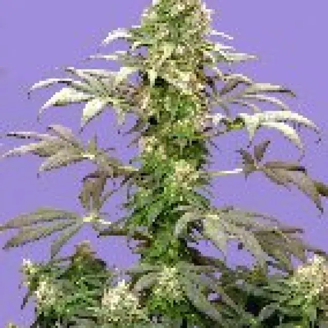 Matanuska Tundra (AKA Alaskan Thunderfuck) Regular Cannabis Seeds | Sagarmatha Seeds