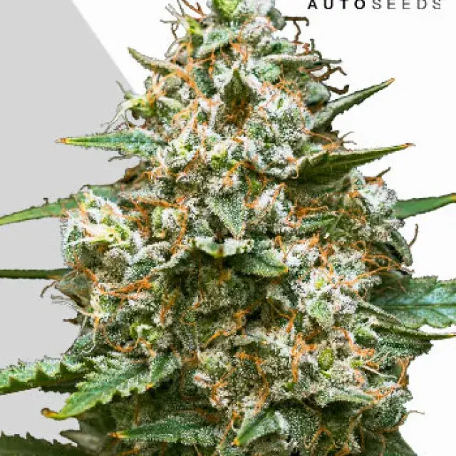 Maui Wowie Auto Cannabis Seeds | Auto Seeds.