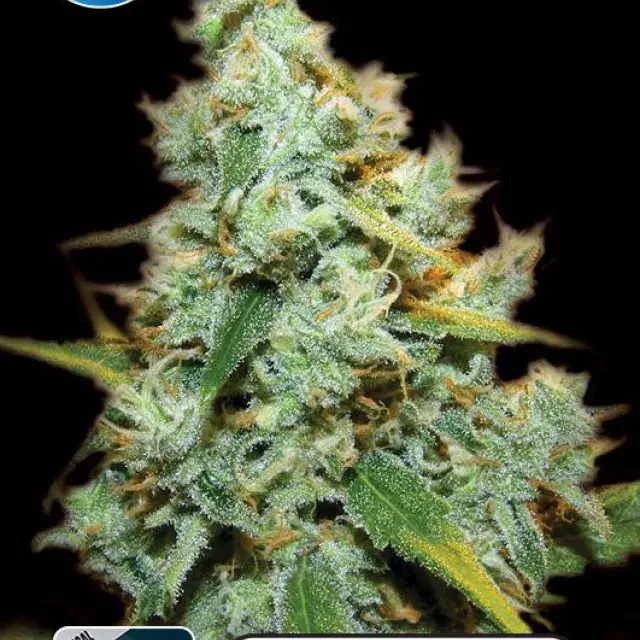 Medical AMG Haze Feminised Cannabis Seeds | Kera Seeds