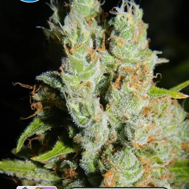 Medical Buddha Feminised Cannabis Seeds | Kera Seeds