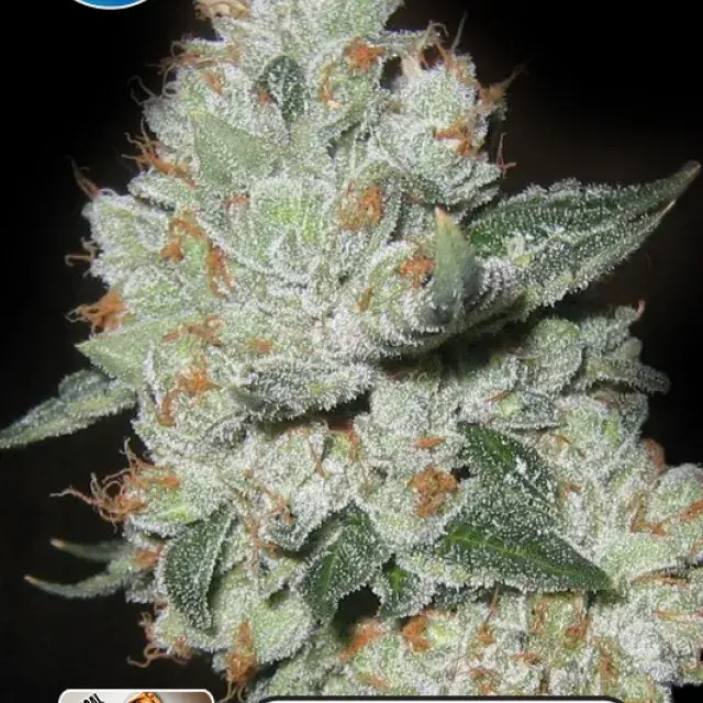 Medical OG Kush Feminised Cannabis Seeds | Kera Seeds