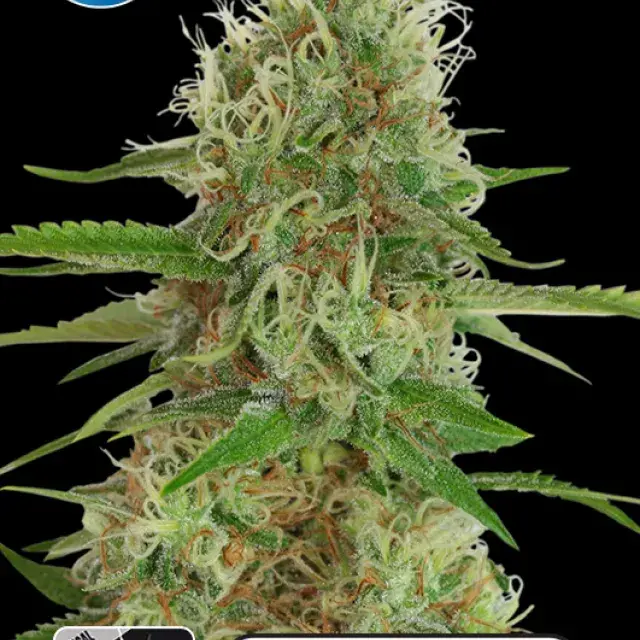 Medical White Widow Feminised Cannabis Seeds