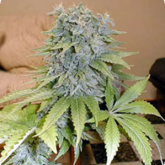 Medicine Man Regular Cannabis Seeds | Mr Nice Seed